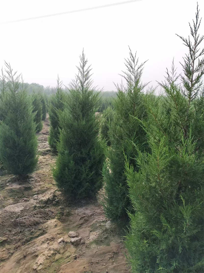 陜西苗圃灌木品種修剪時需注意的幾點-- 陜西景盛苗圃基地