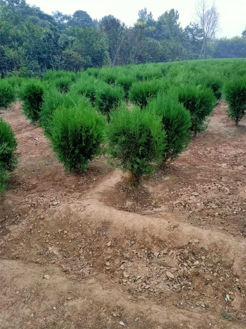 陜西綠化，繪就生活綠意盎然-- 陜西景盛苗圃基地