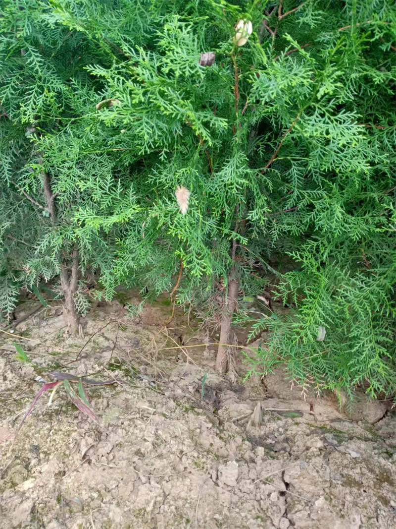 陜西苗圃幼苗移植技巧全解析-- 陜西景盛苗圃基地