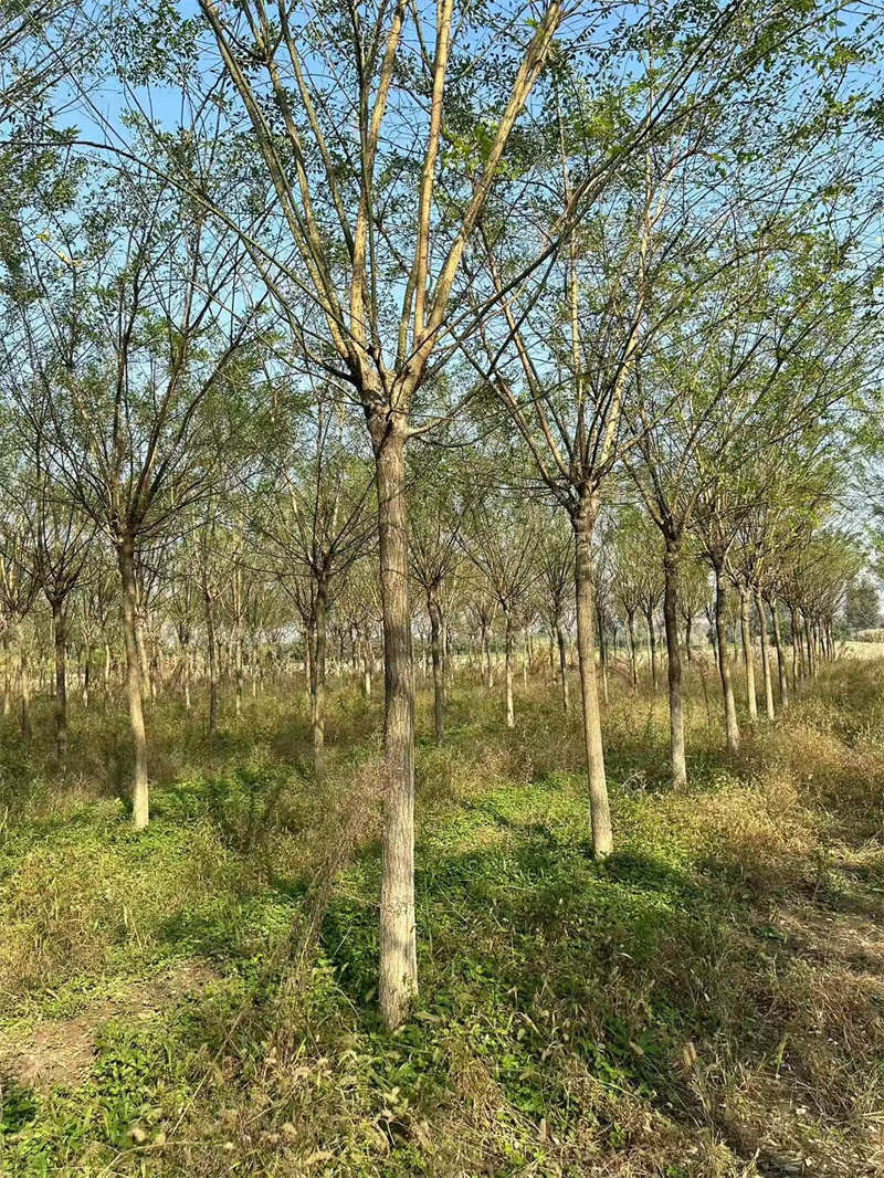 西安苗木，綠動城市，美化家園的璀璨明珠-- 陜西景盛苗圃基地