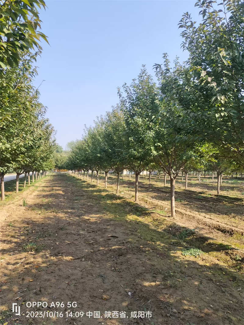 陜西苗木，綠化未來的綠色希望-- 陜西景盛苗圃基地