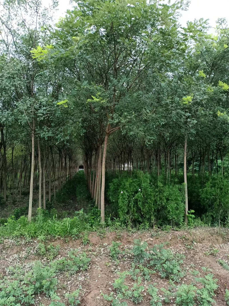 西安苗圃基地，綠色寶藏，生態(tài)心臟-- 陜西景盛苗圃基地