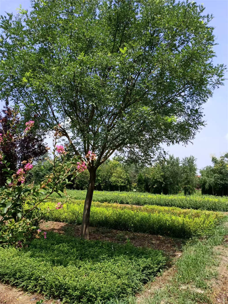 陜西苗木基地，綠色寶庫，生態(tài)典范-- 陜西景盛苗圃基地