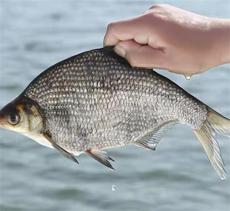 上海淡水魚苗培育管理，打造生態(tài)漁業(yè)新篇章-- 上海青浦區(qū)淀山湖淡水養(yǎng)殖場(chǎng)