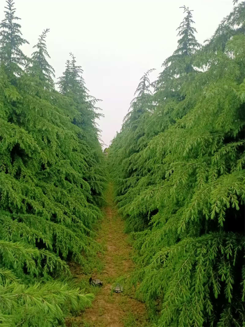 陜西雪松，常綠喬木的瑰寶-- 陜西景盛苗圃基地