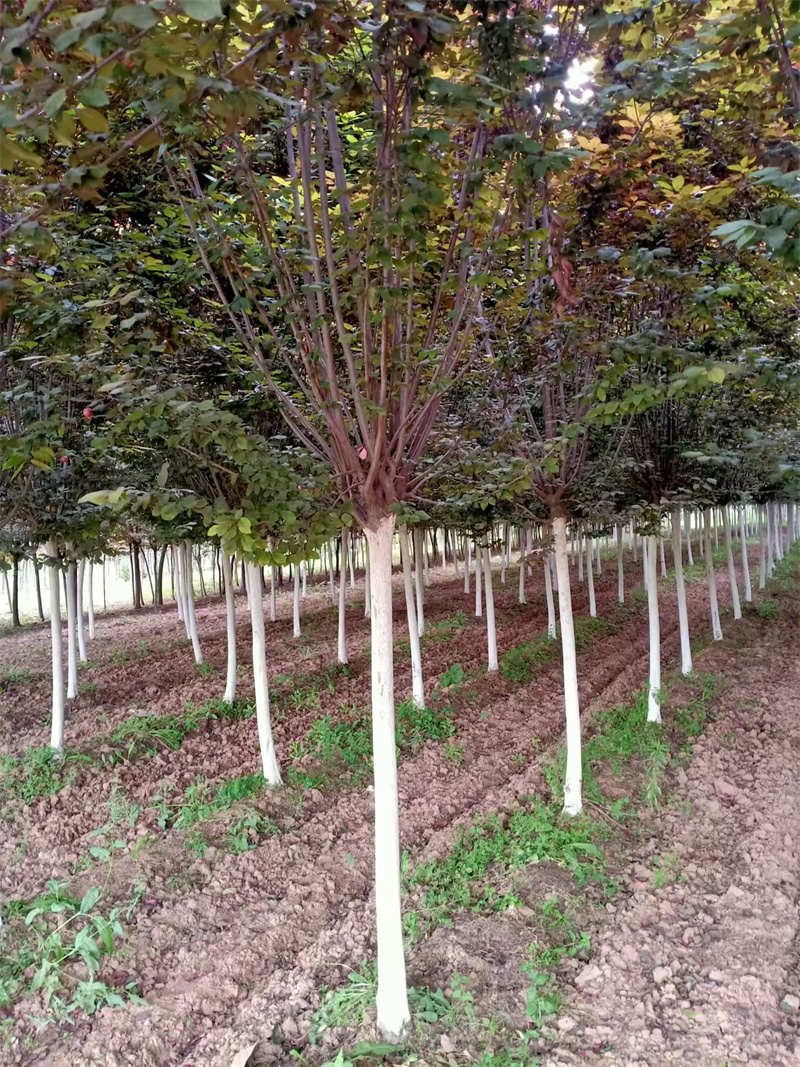 深入解析陜西紅葉李價格趨勢-- 陜西景盛苗圃基地