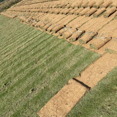 ?？诓萜せ?綠化草皮能使環(huán)境美化